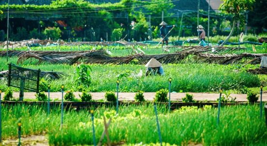 d/Tra Que Herb Village Green and